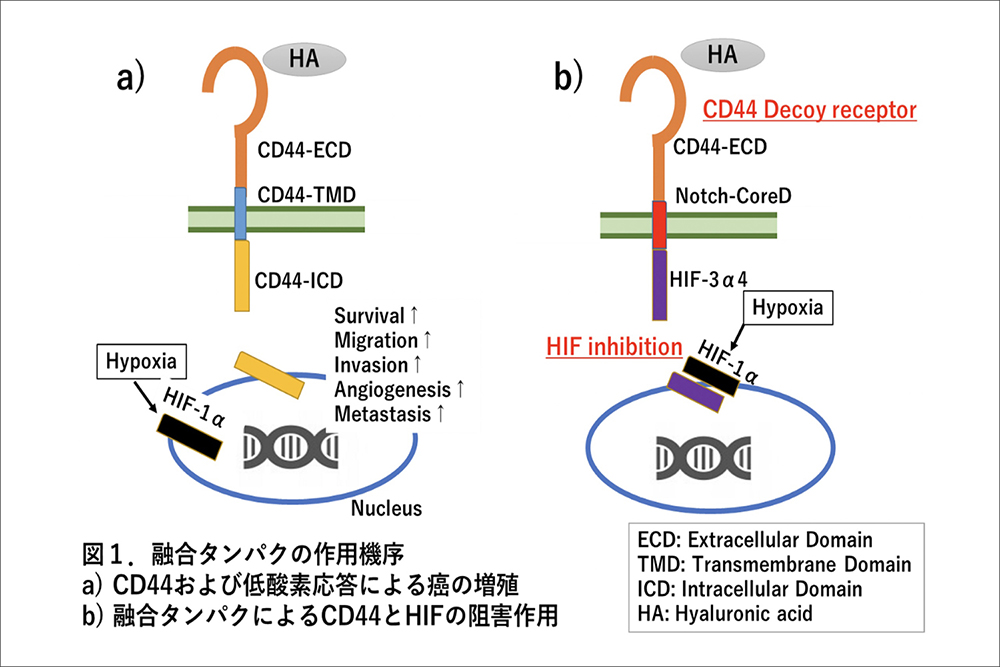 癌幹細胞を標的とした新規癌ウイルス療法薬の開発