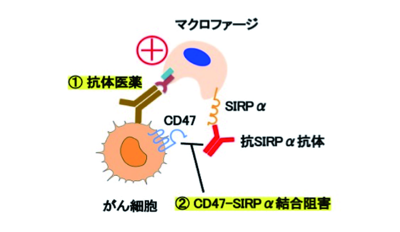 細胞間シグナルCD47-SIRPα系を標的とした新規がん治療法の開発