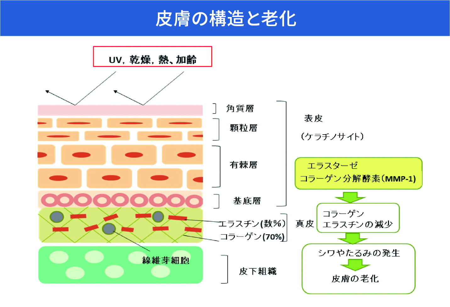 スキンケア 大学 本 ストア